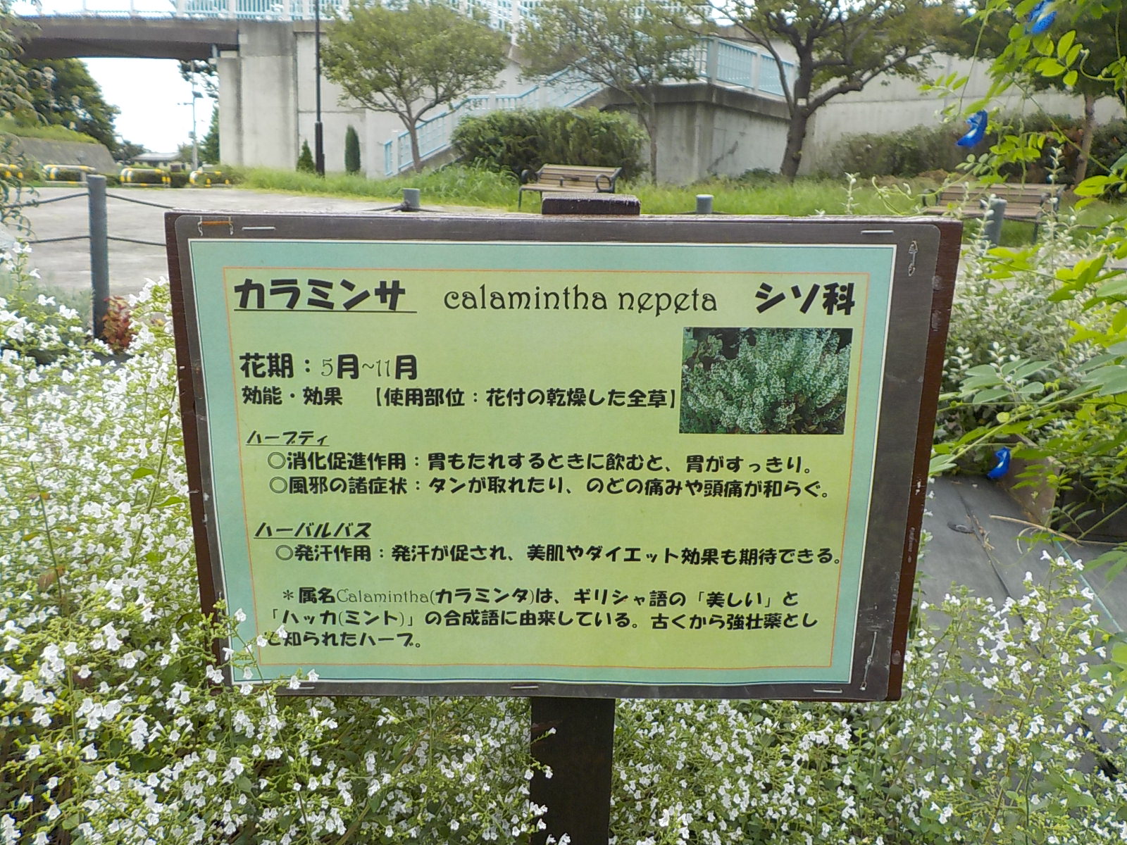 都立汐入公園 カラミンサ 花期5月 11月 小さい愛らしい花 が柔らかい茎に群がって咲き すがすがしいミントの香りを漂わせる宿根草です 葉はハーブティーとして飲むことが出来ます 効能は 消化促進及び発汗作用があります 荒川区 ハーブティー
