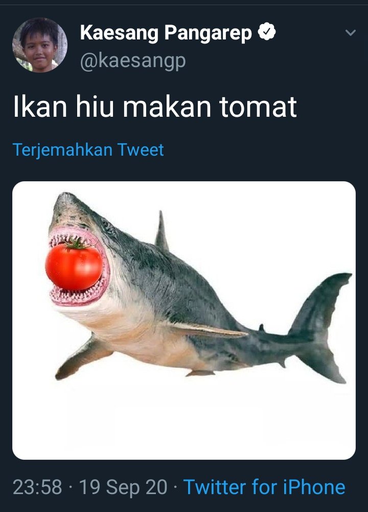 HukumDan's tweet photo. Ikan Hiu Makan Tomat
Dongo' lu Kumat https://t.co/uQrw3c2TE3