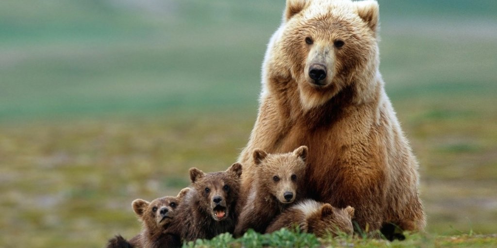 zooconomy's tweet photo. You are born into your family and your family is born into you. No returns. No exchanges - Elizabeth Berg
#zooconomy #zooconopicks #family #grizzlybear #grizzly #bear #wildlife #icebear #bears #winter #panda #panpan #woods #nature #wildlifephotography #brownbear #polarbear #follo https://t.co/K3Z73uhgTH