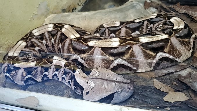 ガボンアダーのtwitterイラスト検索結果