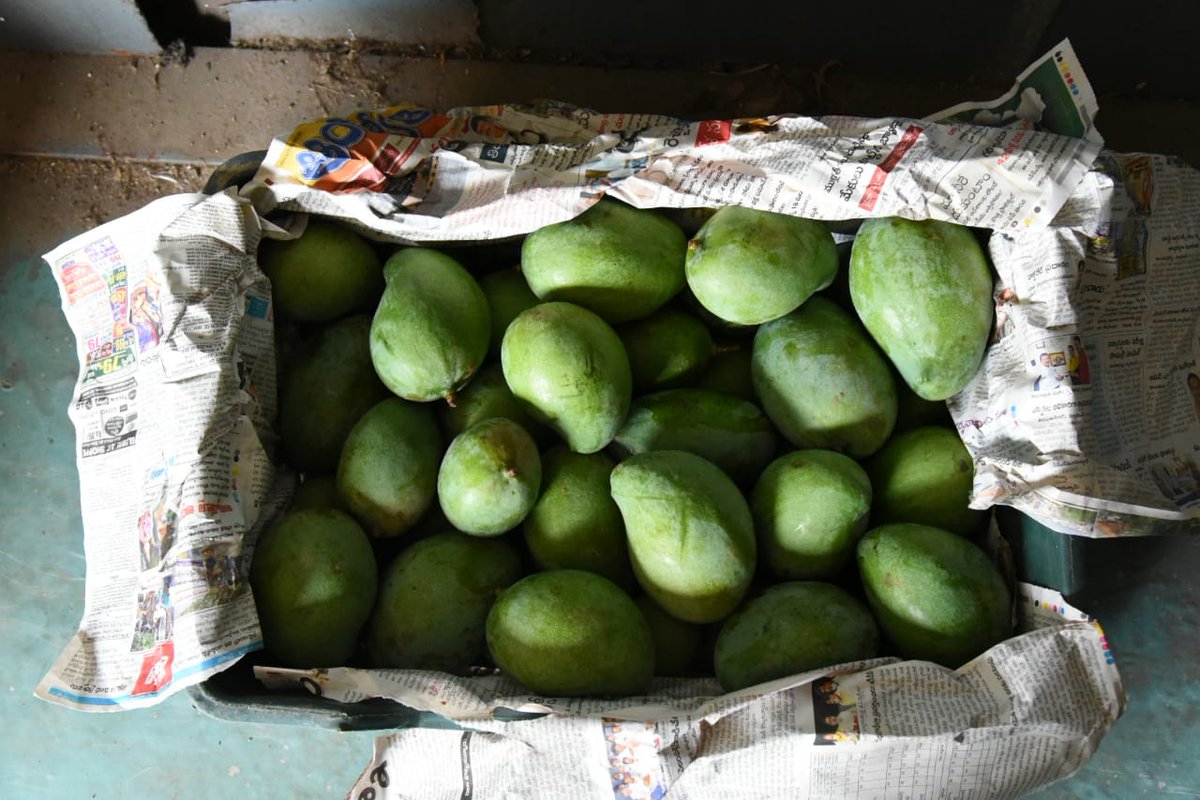 drmgtl's tweet photo. Second Kisan Rail from Anantapur to Delhi carrying 12 VPUs of tomatoes and fruits was despatched early morning. Farmers will be mainly  benefited by getting better rates of their produce.@PiyushGoyalOffc @gmscrailway #KisanRail https://t.co/0OYM5omBxa