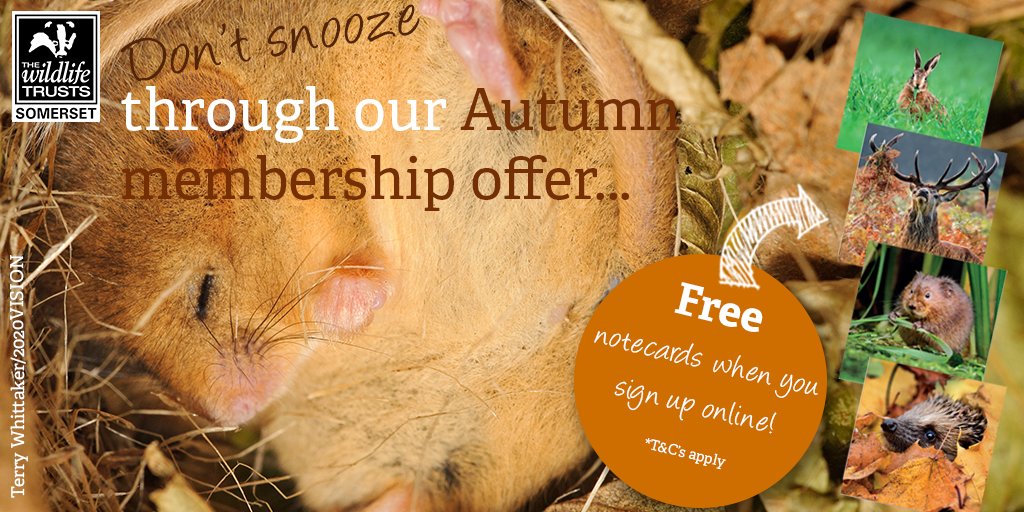 Don't snooze through our Autumn offer! Protect wildlife &amp; get a FREE pack of beautiful wildlife notecards if you join up as a member before the end of September! 👉 membership.wildlifetrusts.org/join/notecard_… <a href="/Giles_Adams/">What's On Somerset</a> <a href="/VisitSomerset/">Visit Somerset</a> <a href="/AvalonMarshes/">Avalon Marshes</a> <a href="/CraigBennett3/">Craig Bennett</a> <a href="/WildlifeTrusts/">The Wildlife Trusts</a> <a href="/SomersetCool/">Jenna Myles</a>