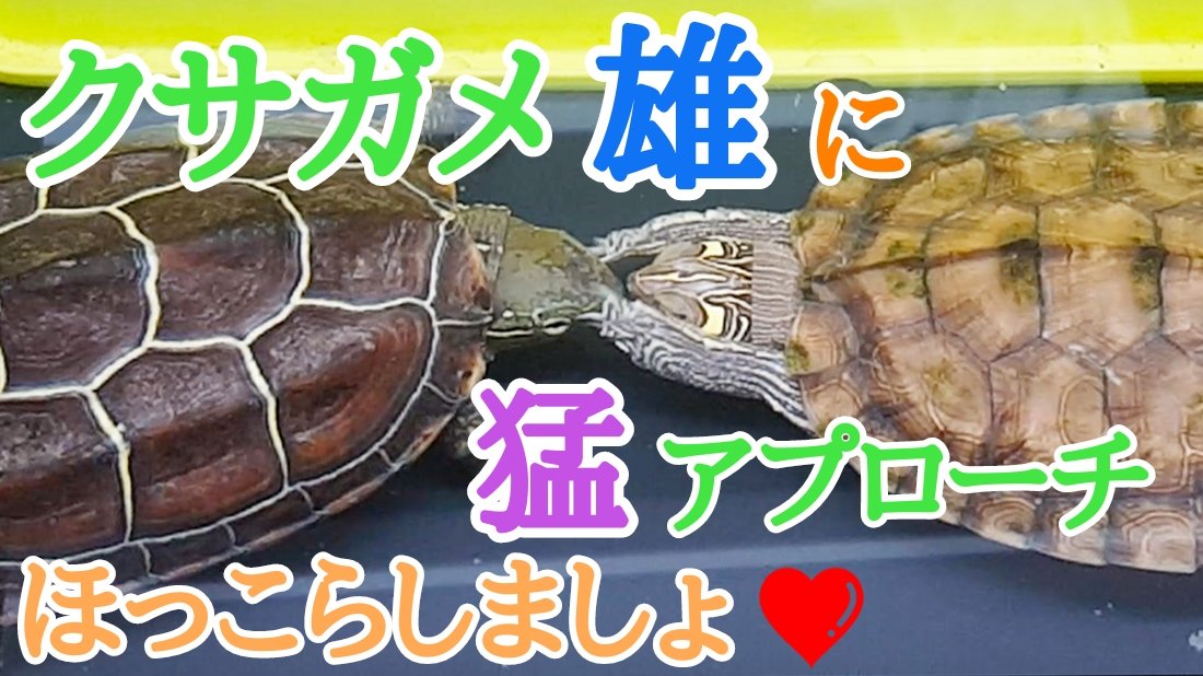 Uzivatel カメ100通りの楽しみ方 Ch Na Twitteru 9月も半ばになって 涼しい時間帯も出てきました 最近は仕事の勉強で動画を上げられておらず 大変申し訳ありません 少しでも ぼくの動画で癒されていってください 冒頭に少しお詫びも入ります Title Uzivatel カメ100通りの楽しみ方 Ch Na Twitteru 9月も半ばになって 涼しい時間帯も出てきました 最近は仕事の勉強で動画を上げられておらず 大変申し訳ありません 少しでも ぼくの動画で癒されていってください 冒頭に少しお詫びも入ります Title