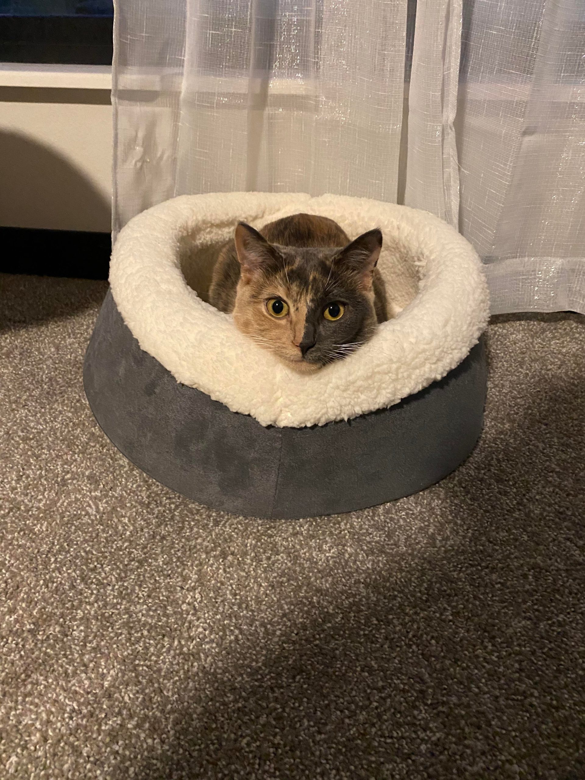Meow Moe on X Husband Bought a Giant Ugg Boot for the Cat Cats Cat Kittens Kitten Kitty Pets Pet Meow Moe CuteCats CuteCat CuteKittens CuteKitten MeowMoe https t e3GfmUO1dD https t LPPBhRSSwU X