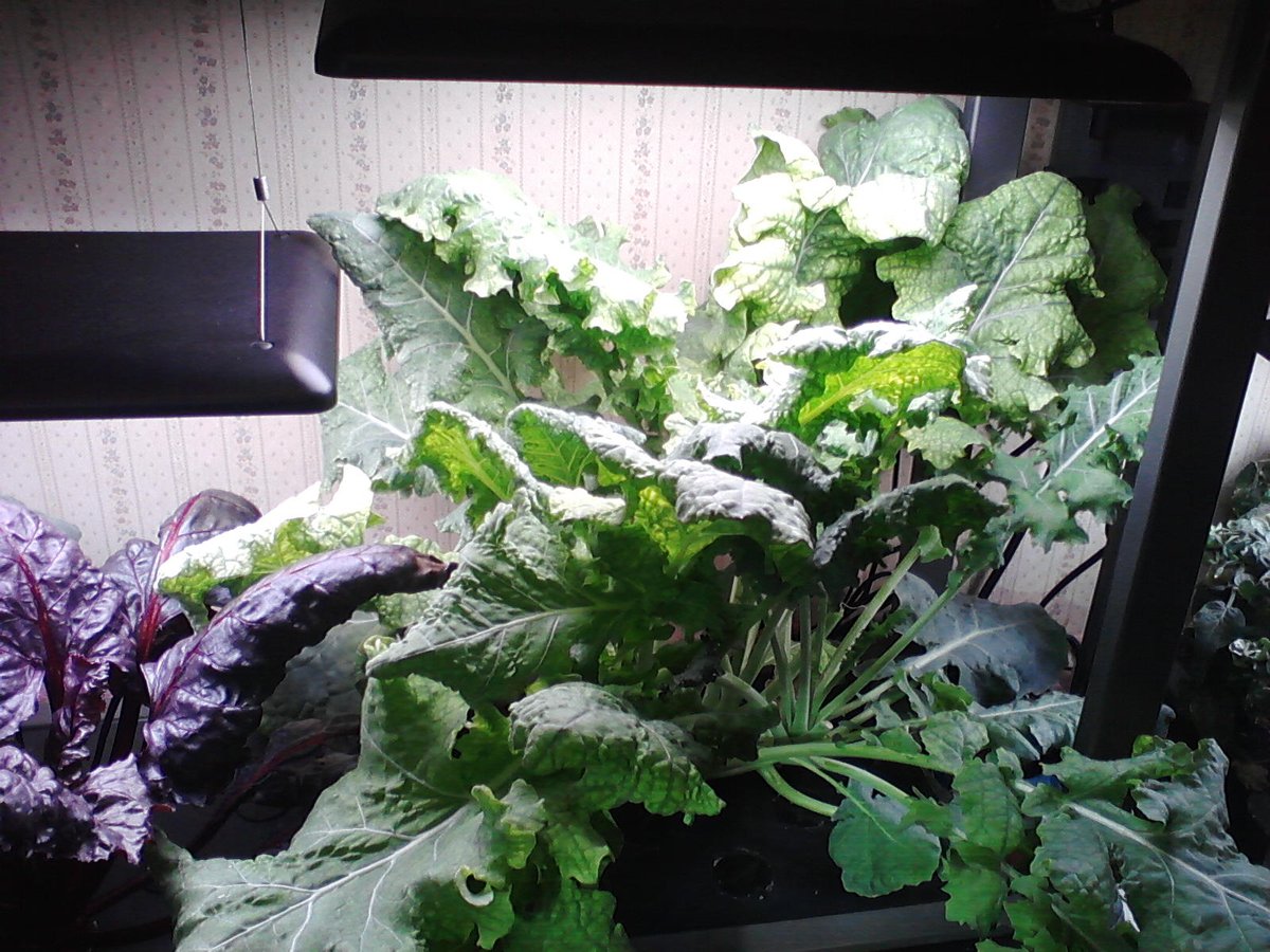 172) Felt I shld post a pic of the *Not  #Aerogarden* Collard Greens pod I planted recently. Don't know how Aero's CGs turn out (prolly about the same, tho).Been cutting from this plant from early on & using it in various ways. But it just keeps GROWING, lol-taking over FarmPlus