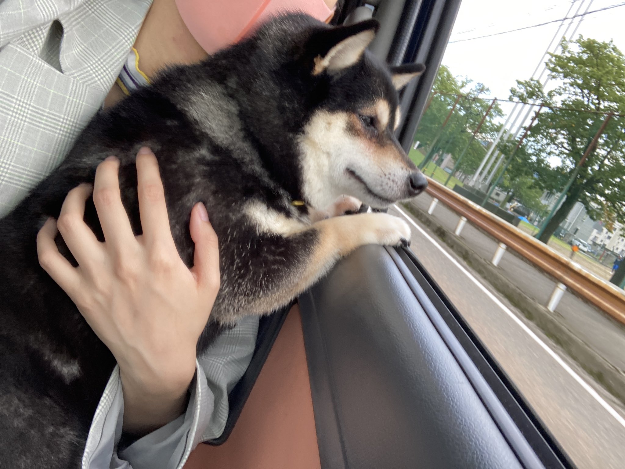 小森未彩 ビーグル犬bot びびり散らかしながら車窓を眺める犬 T Co C7g5nymt8i Twitter