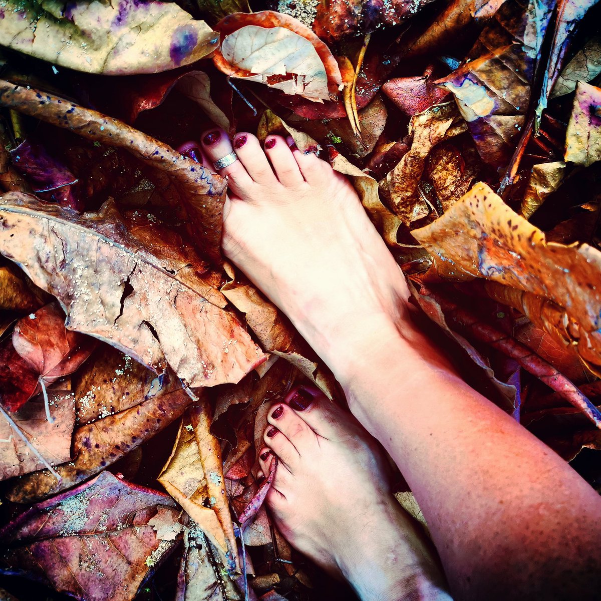 DorothyToes's tweet photo. Feeling the crunch of the autumn leaves under my toes and beautiful arches. #footfetısh #footlover #footworshi̇p #Feet #foot #feet #prettyfeet #beautifulfeet #footlover #feetworship #perfectfeet #feetlovers #feetporn  #feetpics #feetlovers #footfetishworld #feetmodel #feetlicking https://t.co/oiDg22GSCP