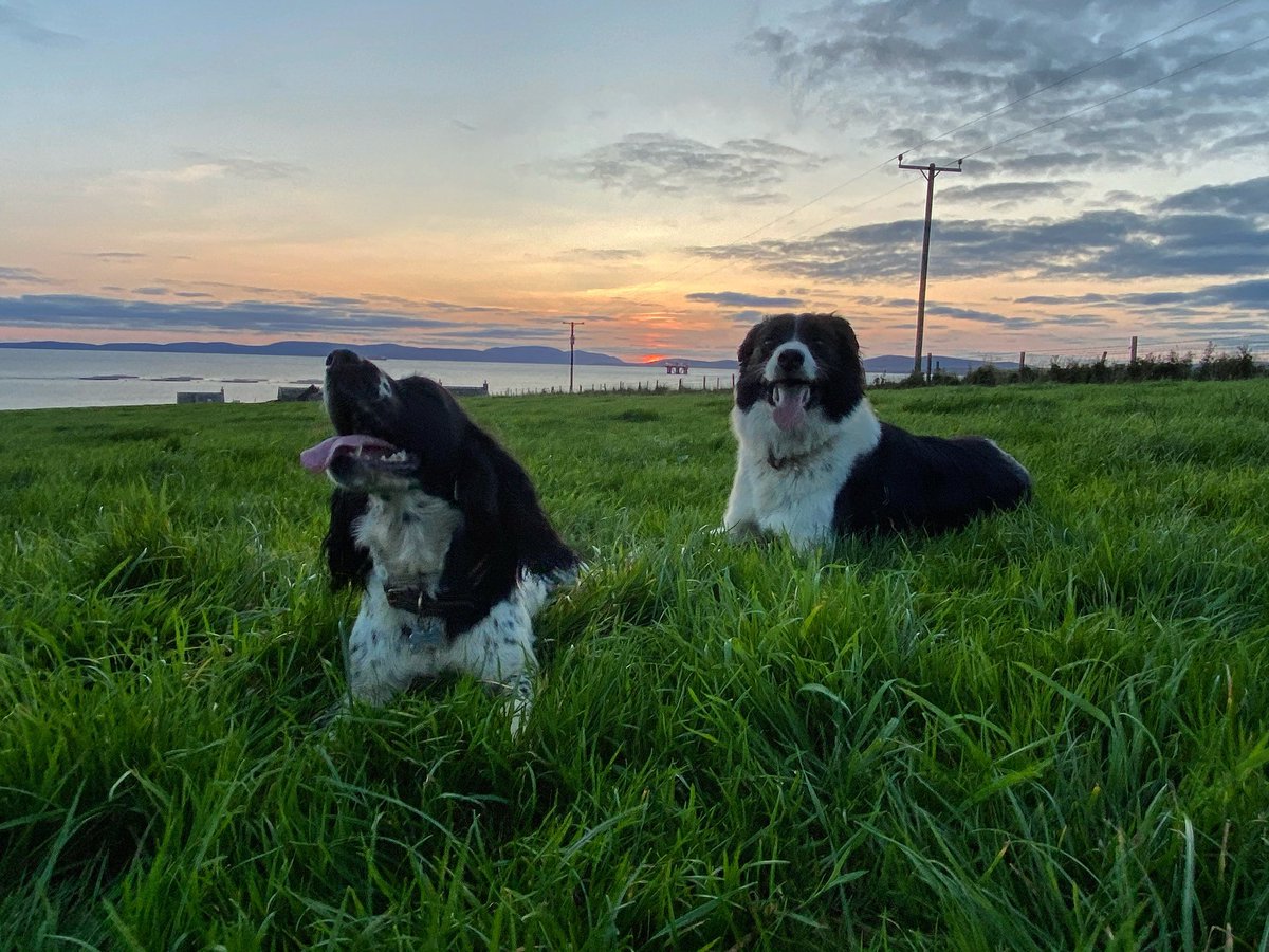 More farms should have working dogs, Orkney farms seem to lack dogs and I defo think if there was more training sessions done here it would encourage people to bring back the working dog. We would be lost without Tia (the collie) ❤️ #workingcollie