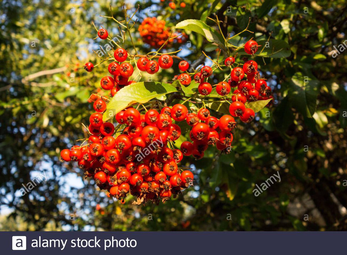 jansosphotos's tweet image. Scarlet Firethorn or Pyracantha Coccinea #firethorn #pyracantha