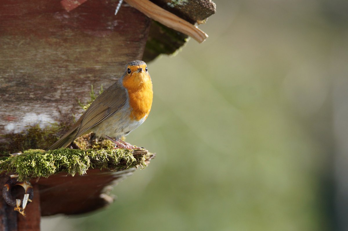 Ivimartha's tweet image. Hello little Robin