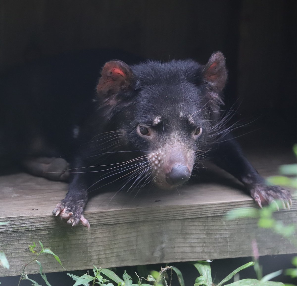 Yoshi 初めて観る来園者に 小さな熊みたい とよく呼ばれているタスマニアデビルさん タスマニアデビル 黒い悪魔 多摩動物公園