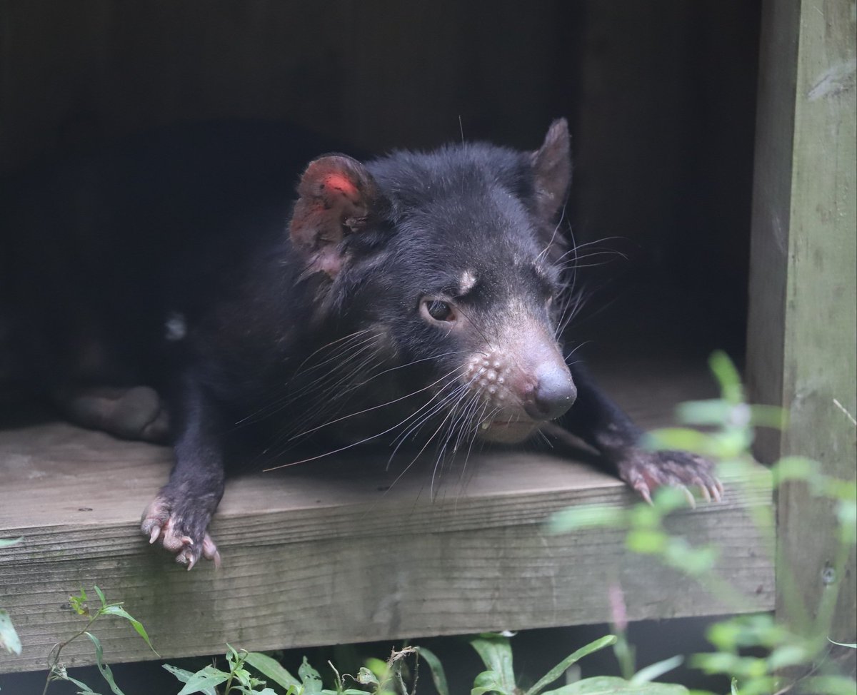 Yoshi 初めて観る来園者に 小さな熊みたい とよく呼ばれているタスマニアデビルさん タスマニアデビル 黒い悪魔 多摩動物公園