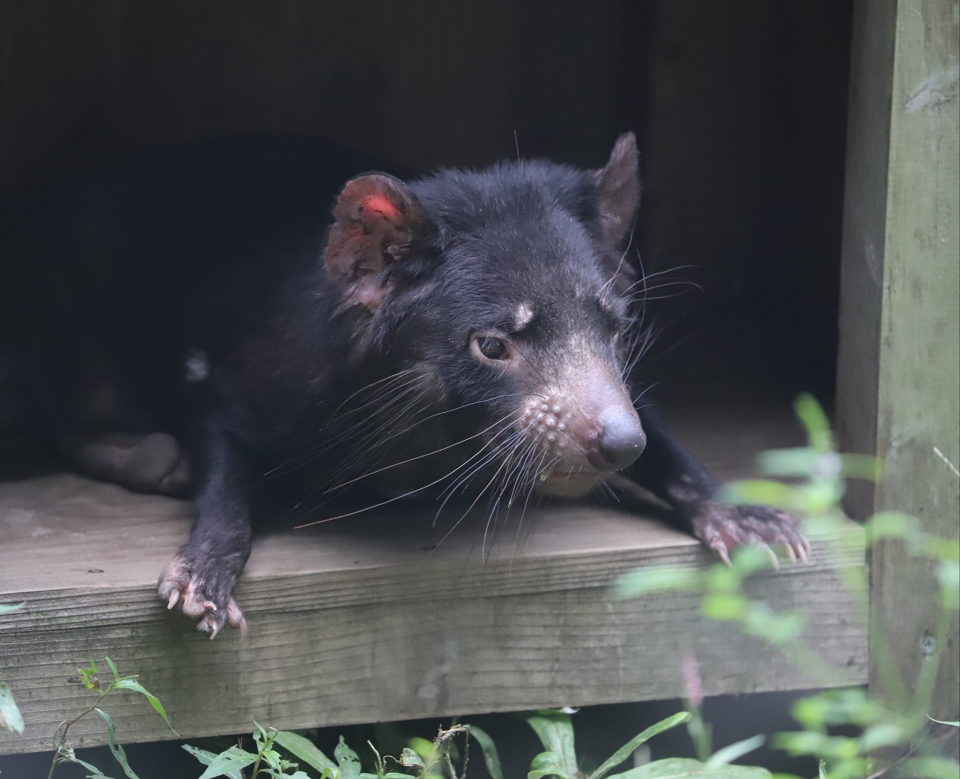 Yoshi 初めて観る来園者に 小さな熊みたい とよく呼ばれているタスマニアデビルさん タスマニアデビル 黒い悪魔 多摩動物公園 T Co Hjg2reo8qn Twitter