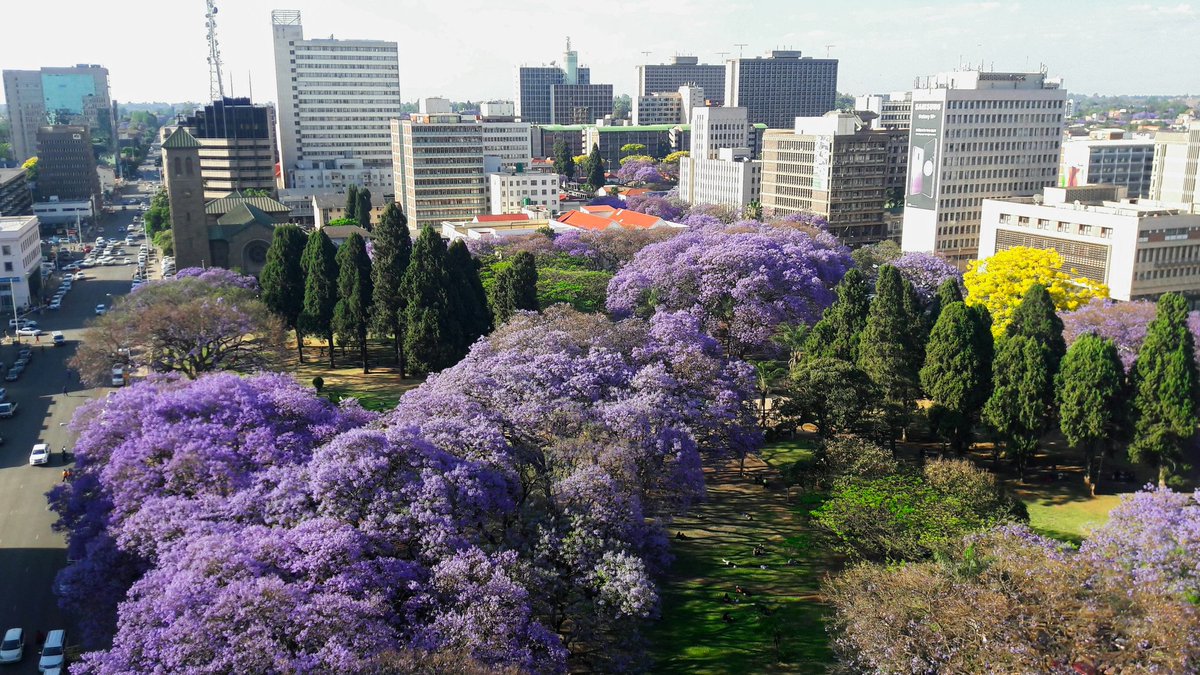 TravelSouthern1's tweet photo. Spring in Harare, Zimbabwe is colourful. Jacaranda Purple💜,  yellow 💛, Flamboyant Red ❤ https://t.co/dz2Tt2xFhC