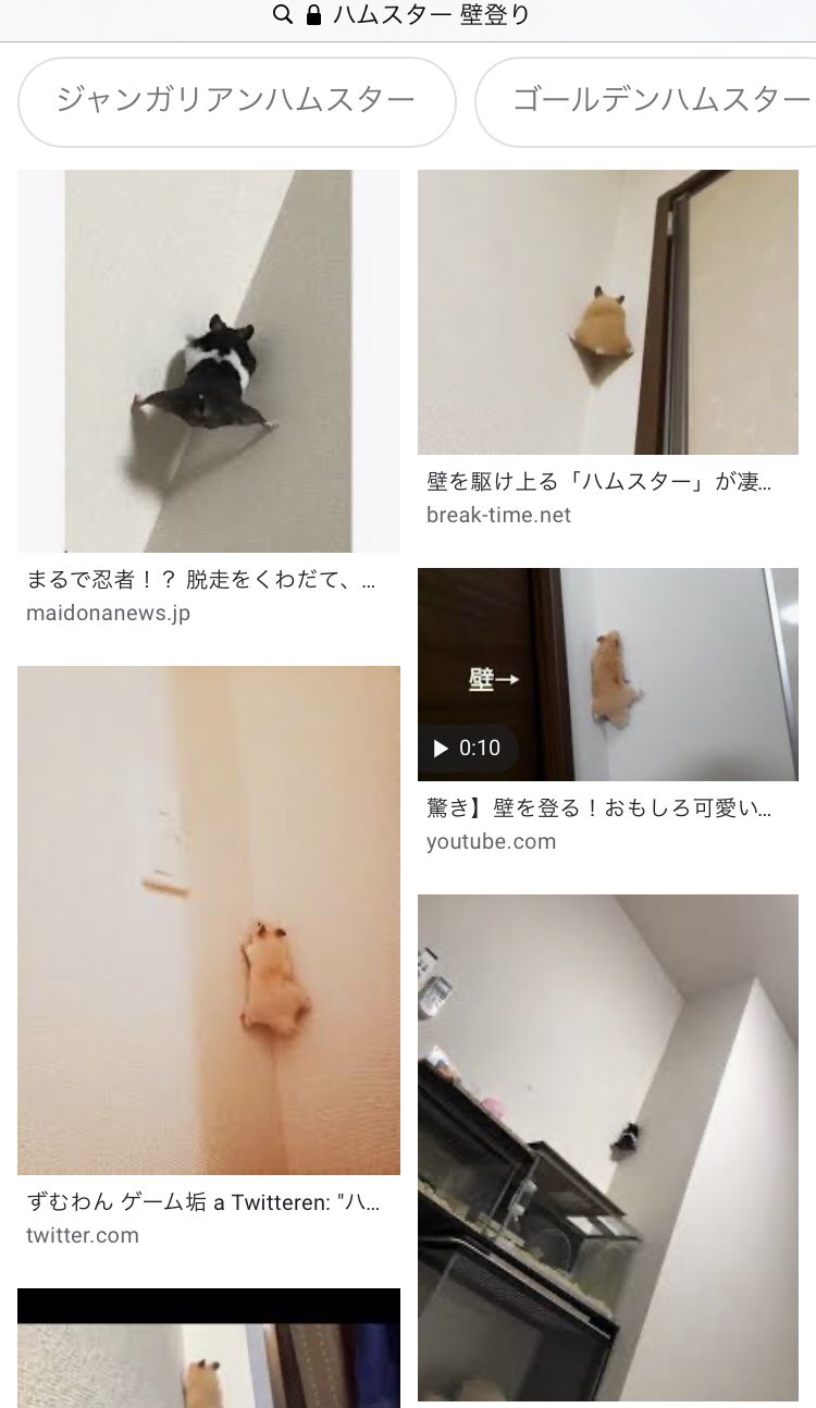 かの山 ハムスターって壁登れるんだよね かわいいなぁ 英語でも検索してみよう ぶん殴るぞ かの山 ハムスターって壁登れるんだよね かわいいなぁ 英語でも検索してみよう ぶん殴るぞ