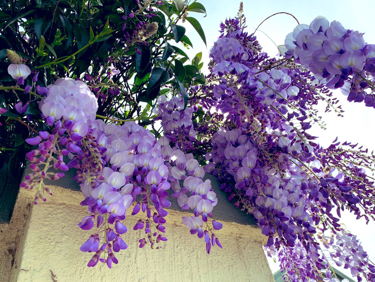 MVEG001's tweet photo. Wisteria 💜 #gorgeous #isowalks #Melbourne #pandemiclife #Stage4 https://t.co/AXPefzk4db