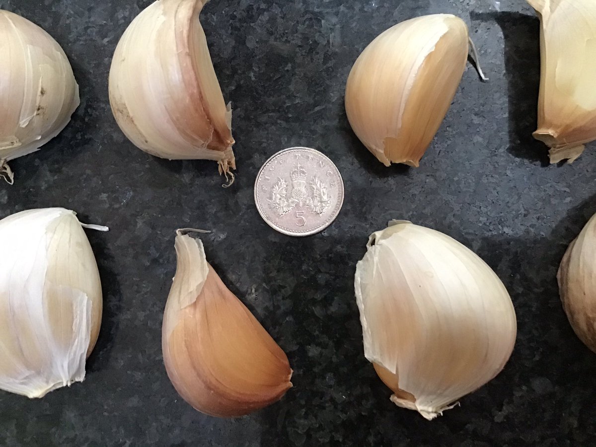 Time to start thinking about next year garlic selling seed cloves this year #garlic #blackgarlic