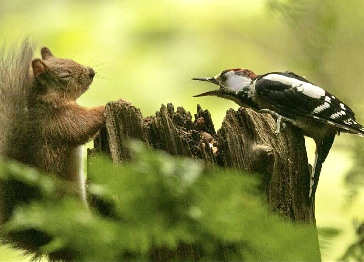 A red squirrel &amp; a woodpecker having an "argument" over some nuts 🥜 in a tree trunk... it was funny to watch 🤣 it made my day! Have a great day everyone &amp; learn to share 🤲🏼...