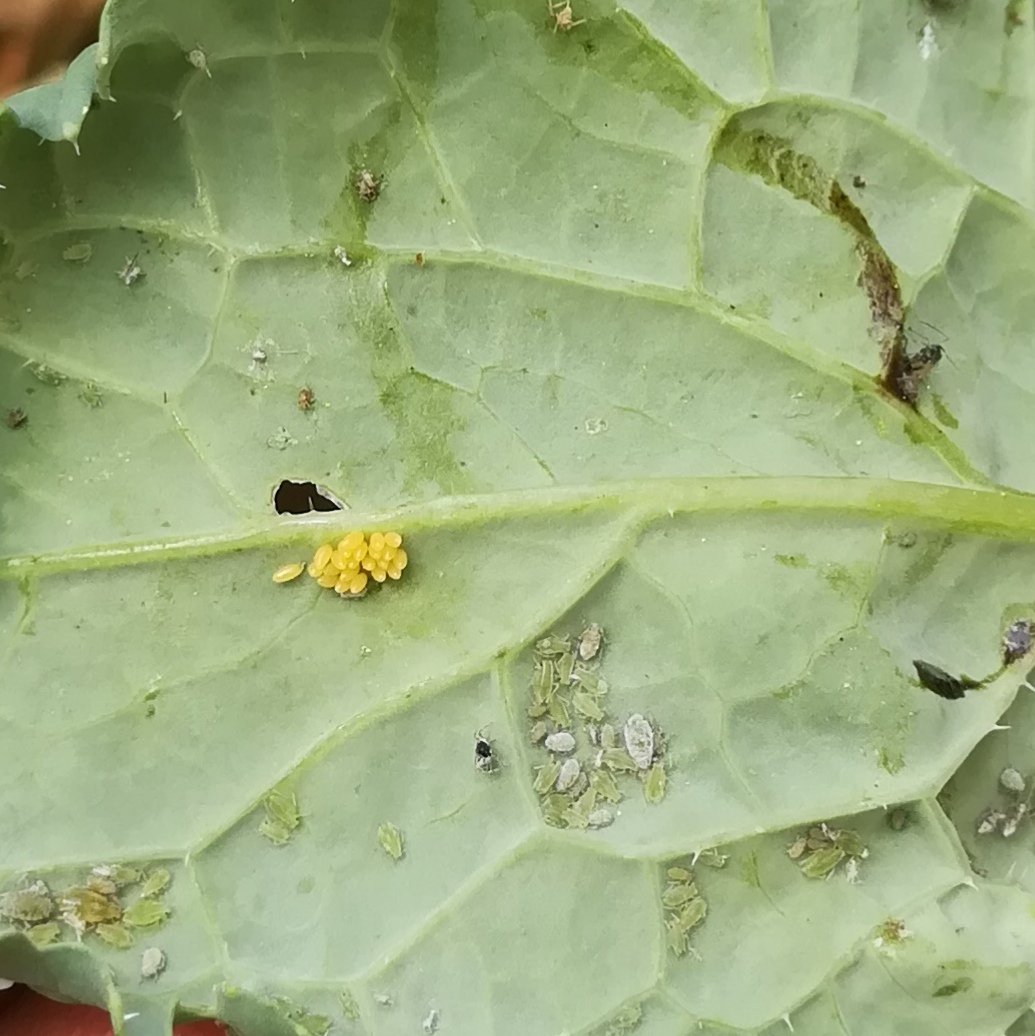 TK tweet media
