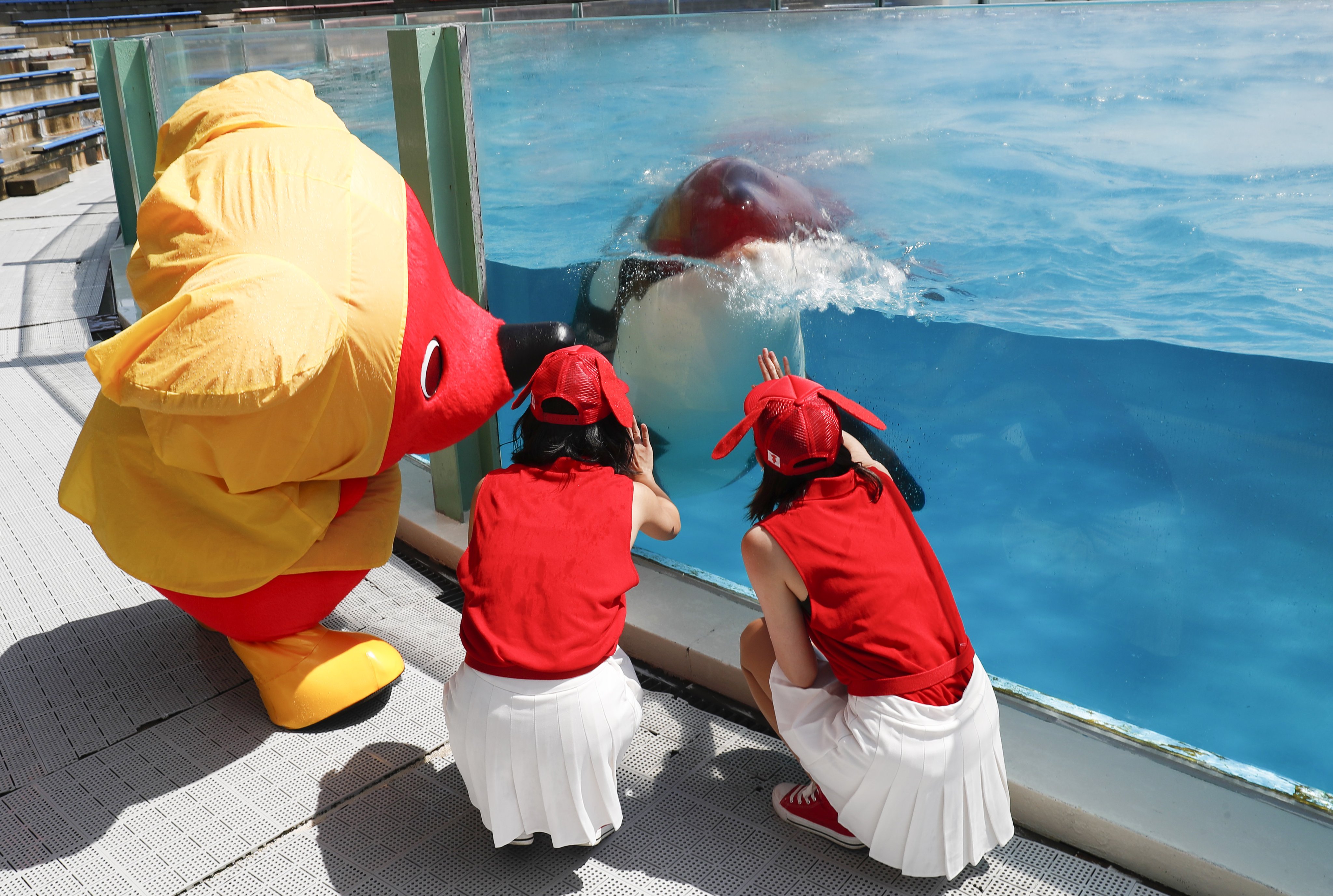 せ*と様 鴨川シーワールド　シュラフ　寝袋 せ*と様 鴨川シーワールド シュラフ 寝袋 鴨川シーワールド期間