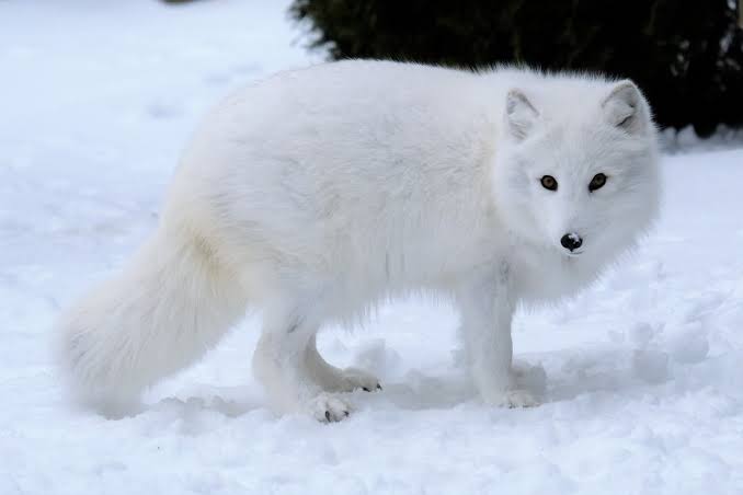 I dont why i made this but thread of arctic foxes i found on google because they cute