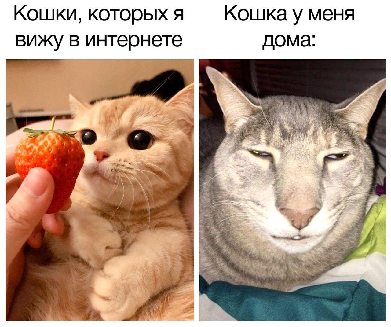 Самые популярные котики мемы