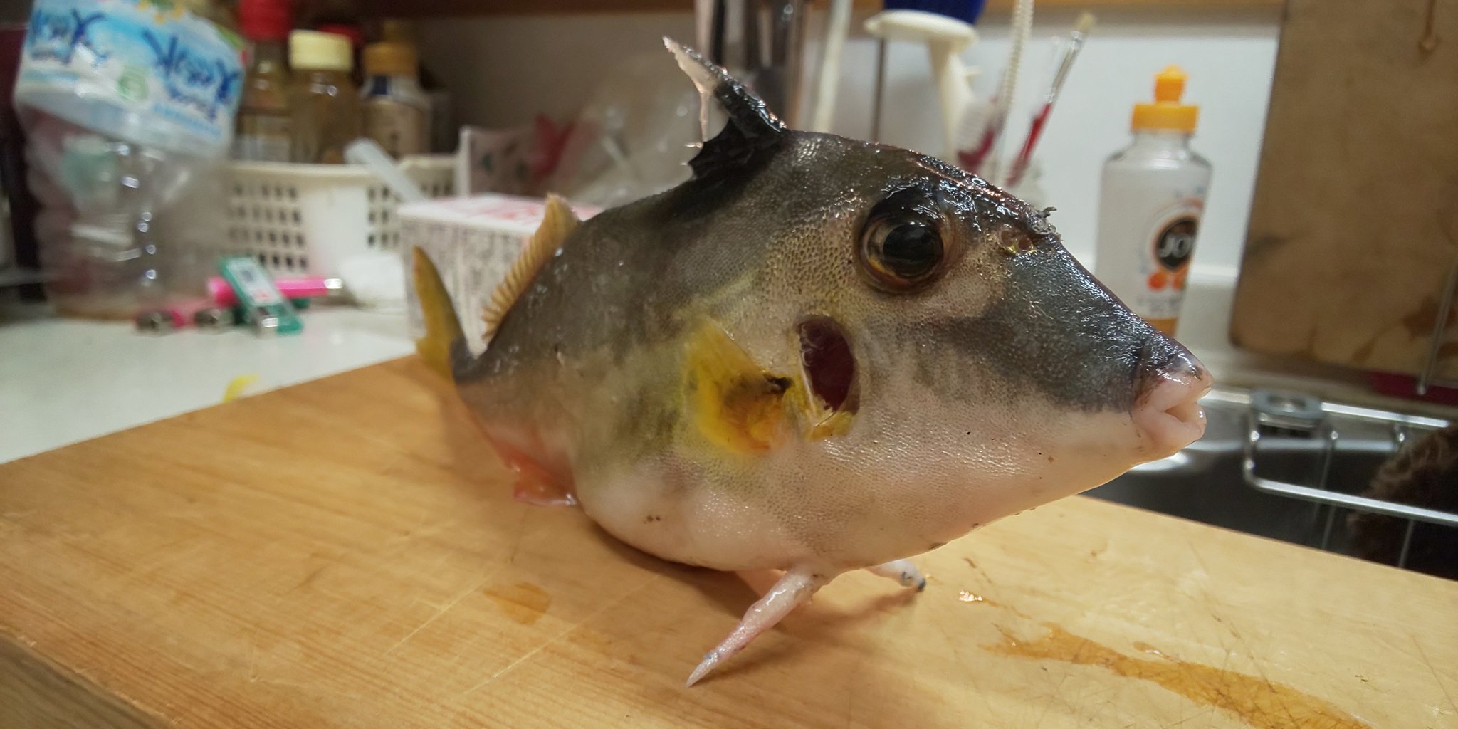 ゆ ギマ という魚らしい 私は初めて見る 立ってる 可愛い ヌルヌルしてるのもあって捌きづらい つd ギマ 魚釣り T Co 1mbxzlq2uq Twitter