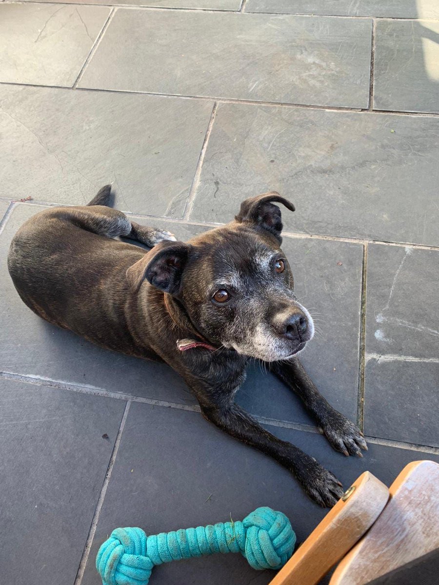 NWDogRescue's tweet photo. Please RT MADDIE'S details to help  find a furever home
https://t.co/8CdceuffWn https://t.co/BSoTLoIzxF