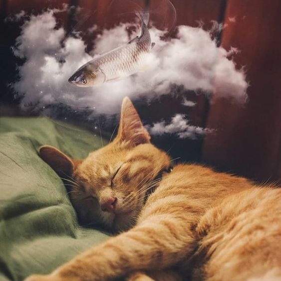 CatPeopleUK's tweet photo. Sleeping in, what about you? 

#weekendvibes #catpeople #cat #catsofinstagram #cats #instacat #catstagram #catlover #meow #pet #pets #catoftheday #catsagram #catlovers  #catsofig  #weekend #friyay #picoftheday #fridayfeeling #weekendvibes #photooftheday https://t.co/9SqsrjSa60