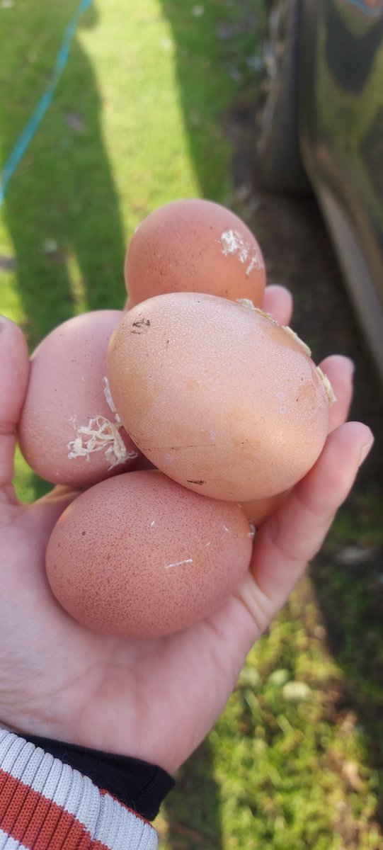 Me_HimAnThem's tweet photo. They're not overly impressed with outside but have given us 6 eggs (one was soft) #exbats #freshstartforhens leaving the main coop door open so they can see outside. Feisty Vera is the only one out so far ...The other girls (soup with blue ring) just keeps laughing at them 🙄 https://t.co/PzMmJ8jMMt