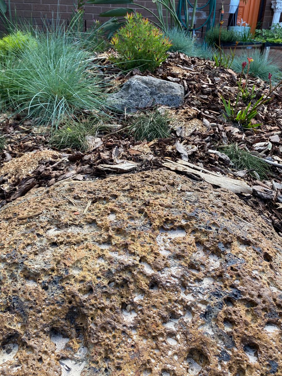 Big old basalt boulder found 1m deep in our front garden, smothered in the stickiest Merri Creek clay. The lava flow came from volcano just north of Melbourne, only about 2 million years ago- Newer Volcanics Provence. New Ar/Ar dates from Micheal Heath,  @ChronoMatchan et al.