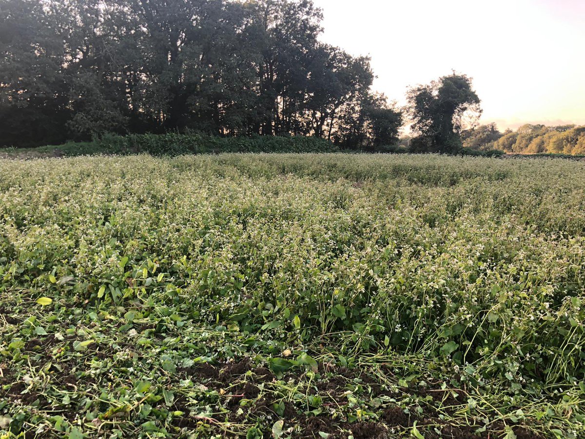 cfmachineryco's tweet photo. Some photos last week of the work the Väderstad Crosscutter disc is capable of doing in heavy canopy cover . Seen here incorporating Buckwheat very effectively! For more information call us on 0539230282 or click here 👉 https://t.co/JY7glNtLyv https://t.co/EIbkqt3GQU