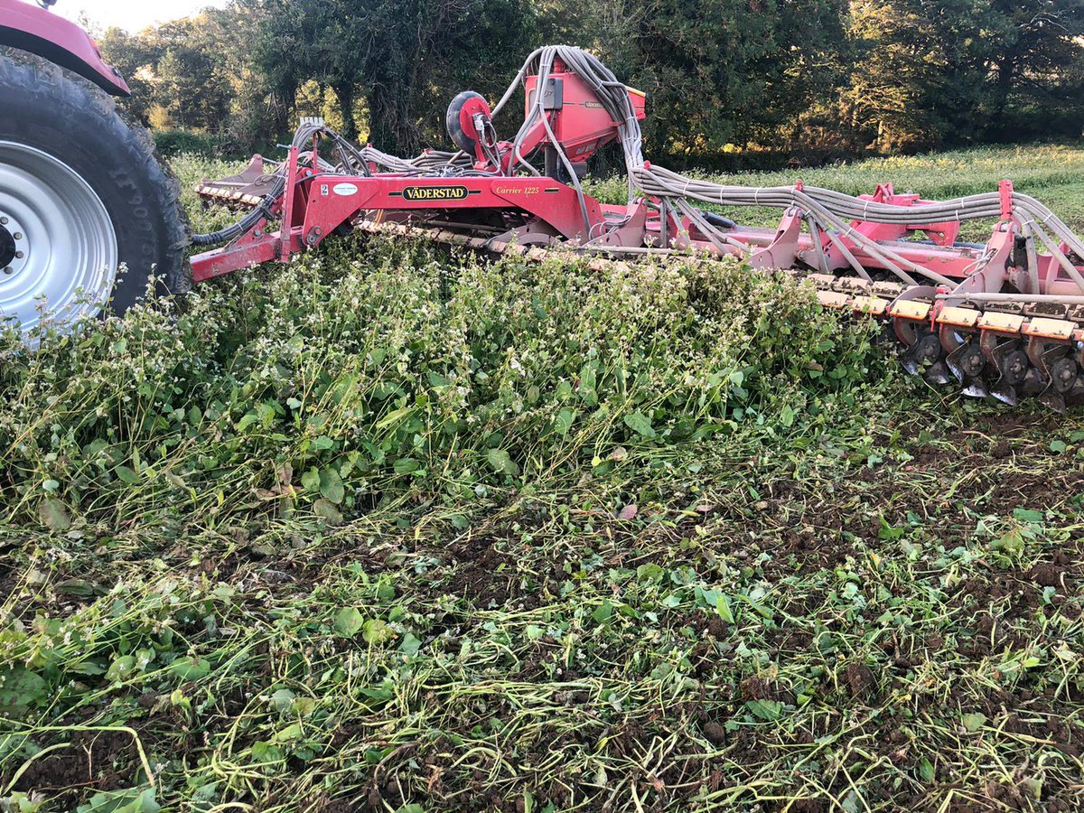 cfmachineryco's tweet photo. Some photos last week of the work the Väderstad Crosscutter disc is capable of doing in heavy canopy cover . Seen here incorporating Buckwheat very effectively! For more information call us on 0539230282 or click here 👉 https://t.co/JY7glNtLyv https://t.co/EIbkqt3GQU