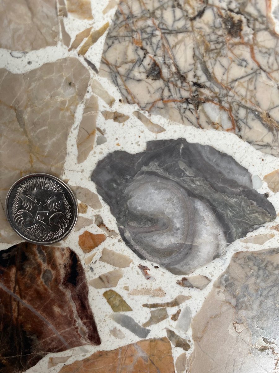 Limestone with clast filled with white calcite spar. Is this a gastropod? (Showing now I’m not a palentologist). This is called a geopetal indicator as we can use the flat top of the sediment inside it to tell which way is up (top of the image).