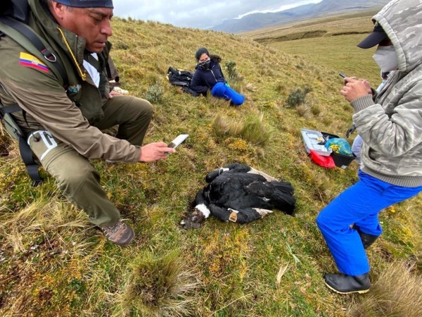 EFEverde's tweet photo. La reciente muerte de un cóndor andino ha reactivado la preocupación en Ecuador por el retroceso de la población de esta emblemática especie, que ha perdido unos veinte ejemplares desde 2018 @IUCN  @CondorFundacion  https://t.co/f8rkvIOH2o https://t.co/S9QK287gdJ
