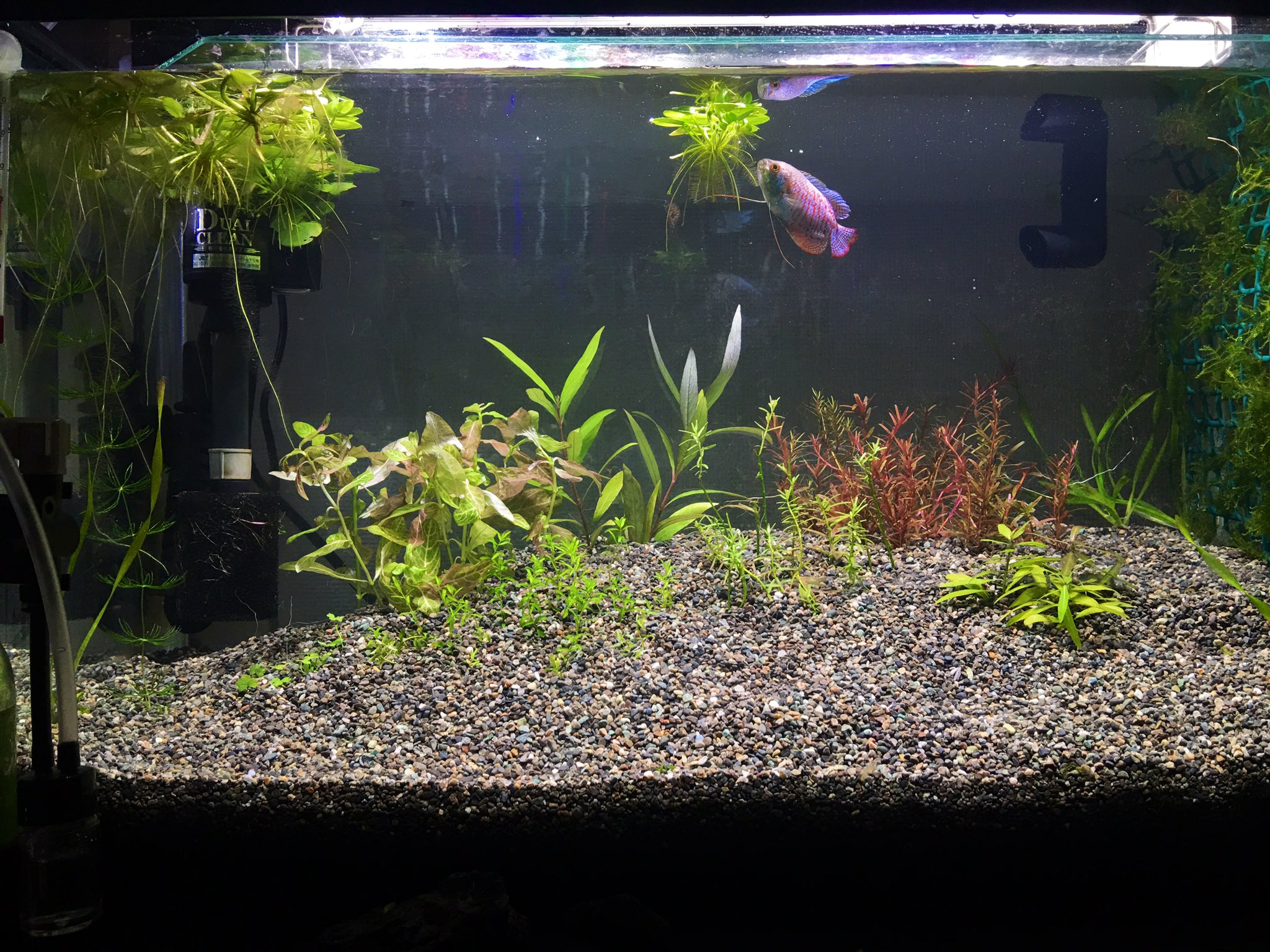 Best Aquarium 大磯砂水槽立ち上げ54日目 やっと底床を覆い尽くすほどの緑藻が無くなり 綺麗な大磯砂の底床が顔を出して来ました 今回の立ち上がりに時間がかかりましたが 酸処理無しで大磯砂底床の立ち上がりには約2カ月ほど必要です 水草の成長は