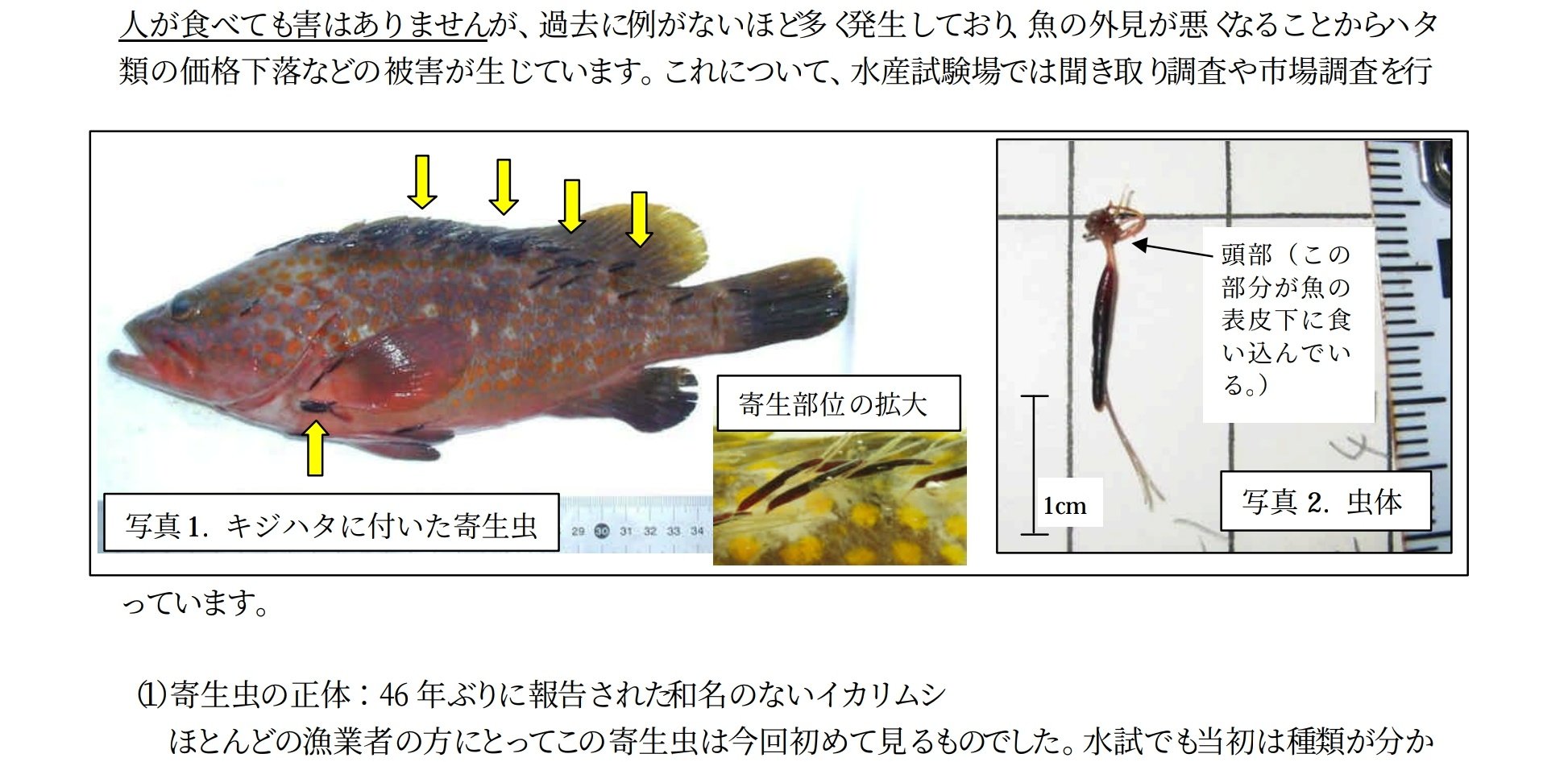 さうめ 持って帰ってきてくれたアコウ キジハタ にひっつき虫みたいなやつが2本ひっついてて 他の魚の内臓とかゴミかと思ったけど ウロコ取りで取れないので引き抜いたら変な根っこみたいなの付いてたから調べた イカリムシという寄生虫だった