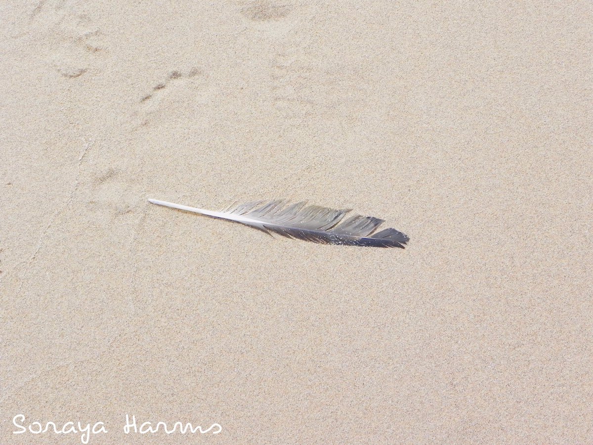 BeautyfulSobi's tweet photo. Mooie dingen op het strand  dit willen we zien. (geen plastic zooi of peuken) Wassenaarseslag. #strand #veer #hout #scheermes #liefde #fotografie 😘☀️📷 https://t.co/sTAG7shEYc
