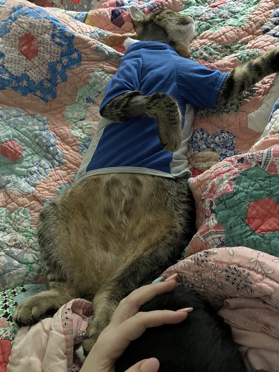 RCrocheting's tweet photo. Trying to keep Toby’s surgery dressing intact for the past week has been interesting. He’s too tired to care much. 
@AlisaDStewart1 https://t.co/lZTdytwZEu