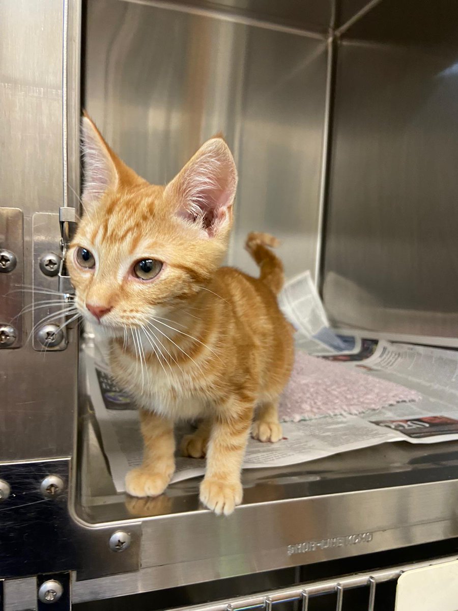 Do you recognise this stray kitten? He has no microchip and is only around 16-18 weeks old.
