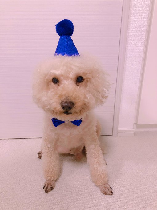 11歳になりました😘 https://t.co/EvZzFoYJbR<a href="/tag/hulu"class="tags"><span>#hulu</span></a><a href="/tag/%E5%8D%83%E3%81%A8%E5%8D%83%E5%B0%8B%E3%81%AE%E7%A5%9E%E9%9A%A0%E3%81%97"class="tags"><span>#千と千尋の神隠し</span></a><a href="/tag/%E4%B8%8A%E7%99%BD%E7%9F%B3%E8%90%8C%E9%9F%B3"class="tags"><span>#上白石萌音</span></a>