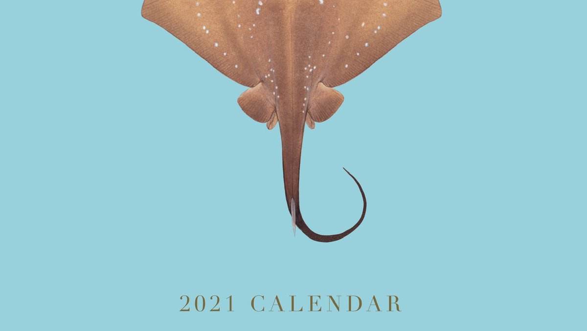 Stickfigurefish's tweet photo. Thank you! I will leave the last spp up to you! Tweet me all of your favourites and include #SFF2021cal
Priority to preorders.
#hooray4rays #stingray #ray #raysawareness #raysmattertoo #batoids #battyforbatoids #flatsharksneedlove2 #majesticseaflapflap #flatsharks #seapancake https://t.co/oTdfV2NWHj