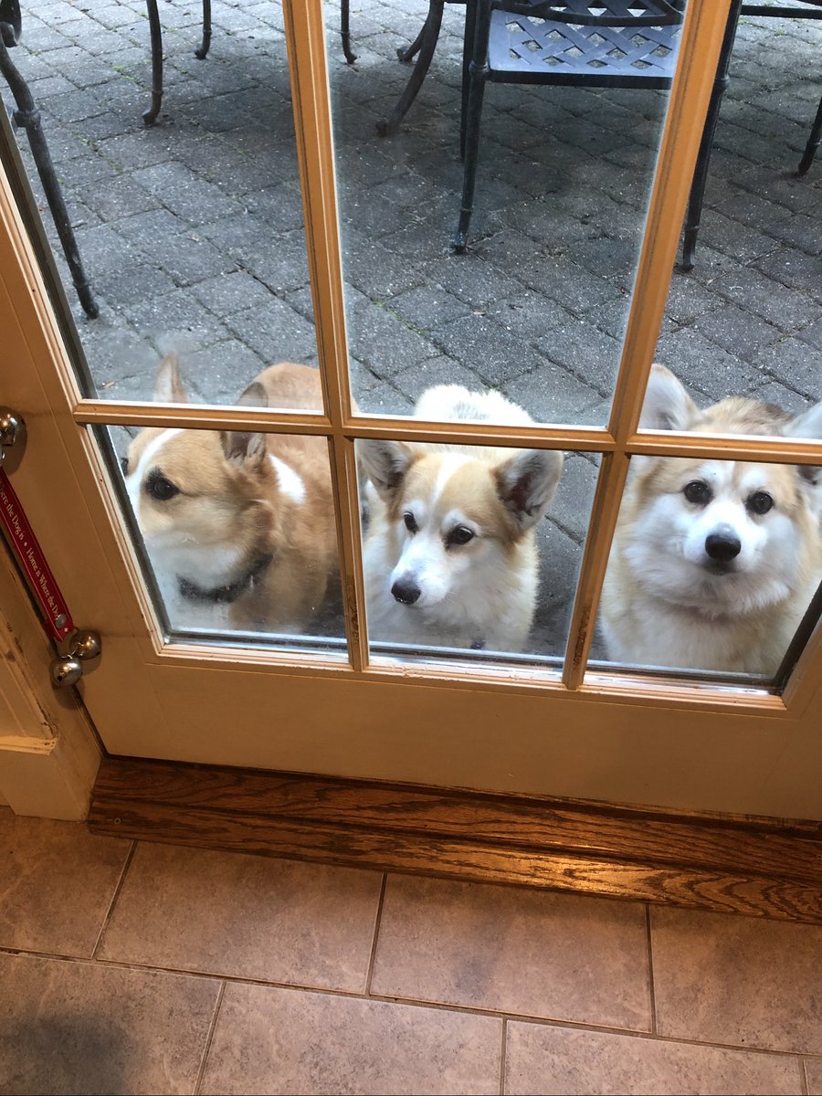 CompagnoneJohn's tweet image. Louie, Lacky and Pip ready@to@come in from there morning snack @amyfreeze#bigdogsunday