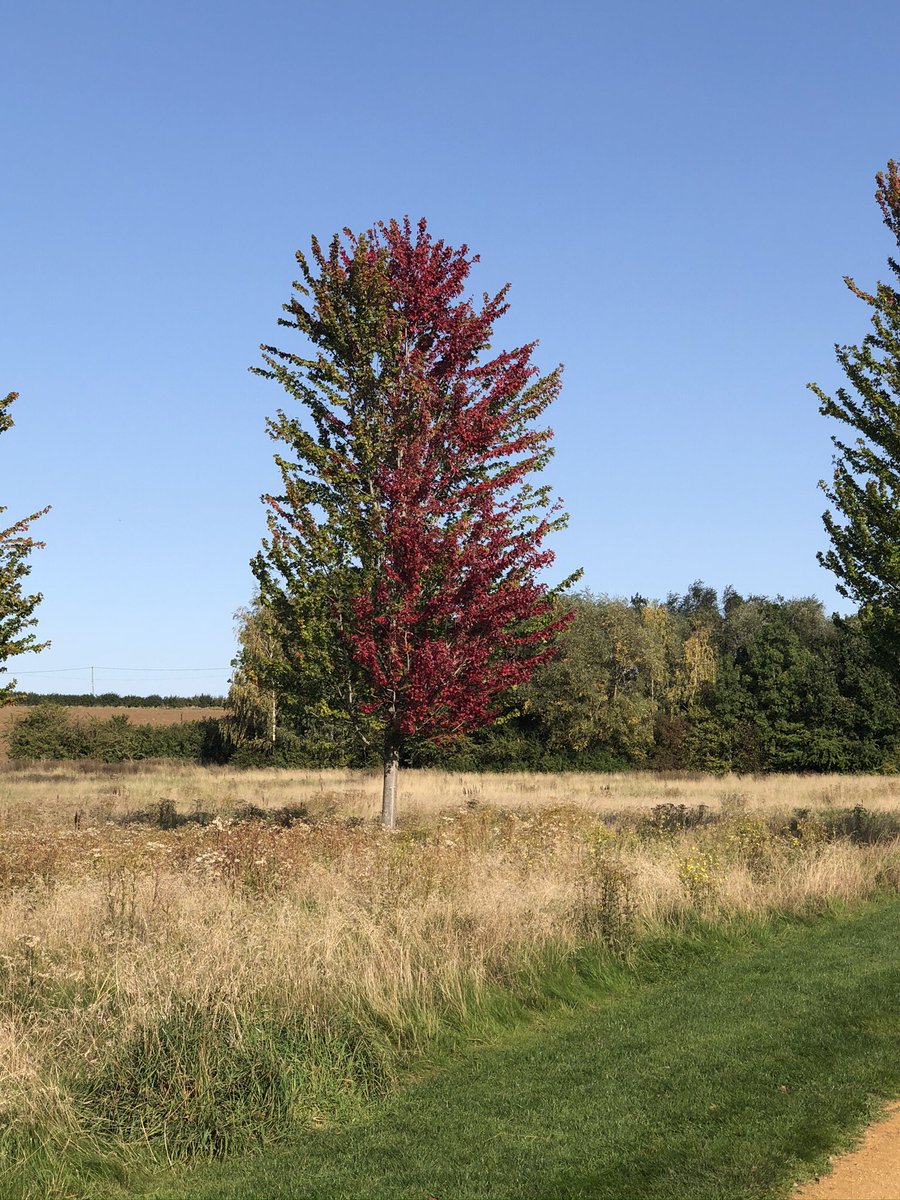 Saw this gorgeous two toned tree the other day ... #autumncolour