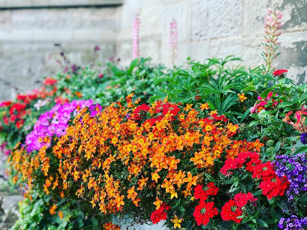 calverhall_in_bloom tweet media