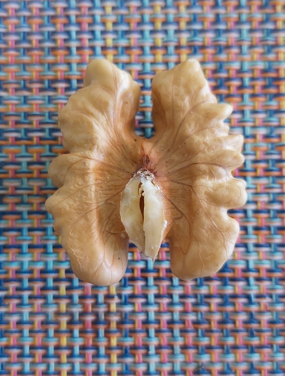 Bothijo3's tweet photo. ¿Para cuándo una ley del ministerio de igualdad que prohíba el consumo de nueces? https://t.co/mdwOzF72Gh