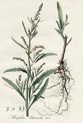 The easy Atriplex that are annual herbs would never be mistaken for one another.  The slender seaside plant with grass-like greyish leaves is A. littoralis. This is also found in towns and by salted main roads (it is one of the less common, so-called ‘salt adventives’)