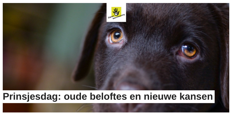 Dierbescherming's tweet photo. De dag na #Prinsjesdag maakten we de balans op. Wat betreft #dierenwelzijn zien we veel oude beloftes, maar gelukkig ook nieuwe kansen. Meer weten? Check onze eerste reactie https://t.co/ar0lkfuslg #Prinsjesdag2020 #APB2020 https://t.co/qagKJu4JIb