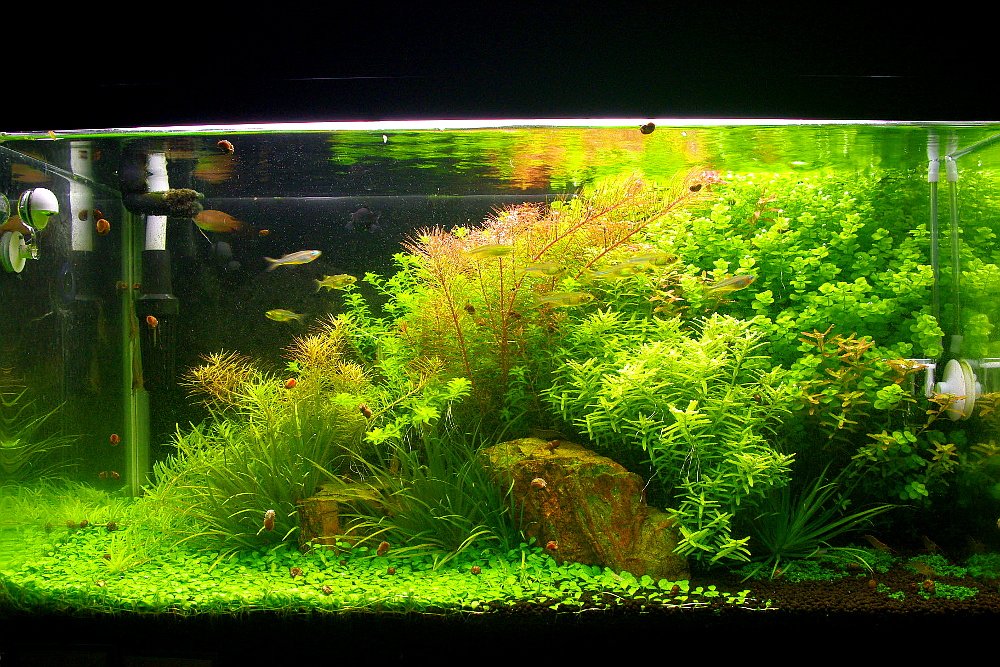 Marco Kandamizukusa Twitter