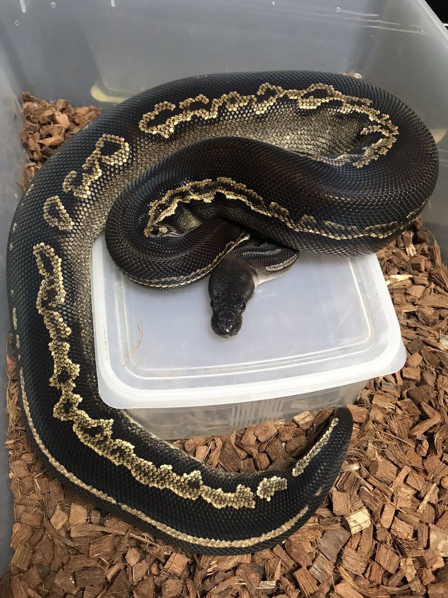 darksideregius's tweet image. 来期はこちらのお嬢さんにがんばっていただこう
#blackheadballpython #cinnamonballpython #yellowbellyballpython #pythonregius #royalpython #ballpython